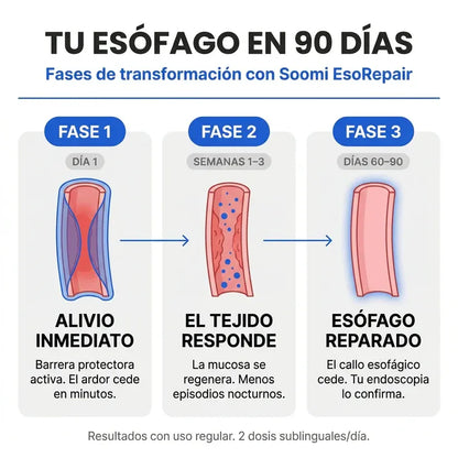 Reparador de esófago